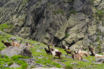Fototapeta na wymiar Wild goats in the mountains