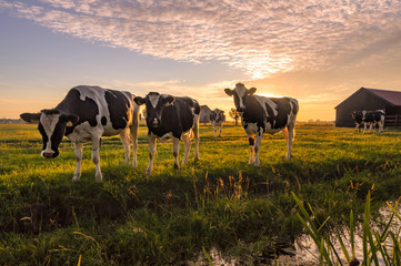 Cows in the summer evening