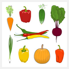Set of Vegetable  Isolated on White Background, Edible Fruit, Carrot, Cucumber,  Red and Orange and Yellow Sweet Pepper, Pumpkin,Beetroot, Green Onion,Hot Chili Pepper, Vector Illustration