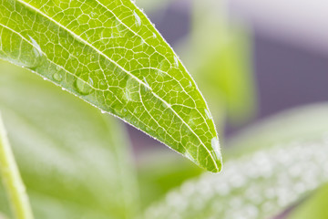 Green leaf with waterdrops