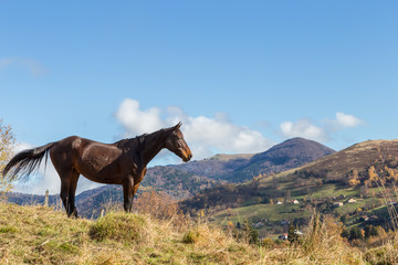 Cheval au pré © Olympixel