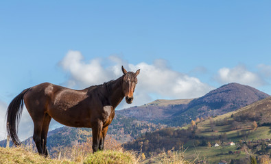 Cheval au pré