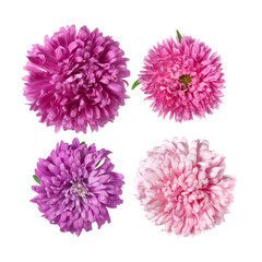 Set of Pink asters Flowers Isolated on White