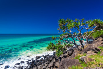 Fototapeta na wymiar Beach view with rocks and a tree in Burleigh Heads, Australia