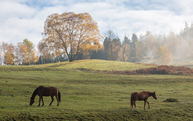 Chevaux au pré