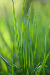 fresh spring grass