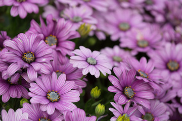 Fototapeta premium Big bouquet of lilac chrysanthemums