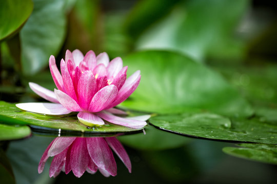 Fototapeta Pink water lily is beautifully reflected in lake water