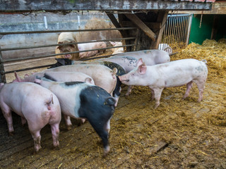 Schweine im Stall