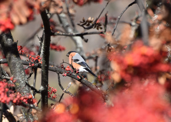uccelli su albero uccello bacche autunno