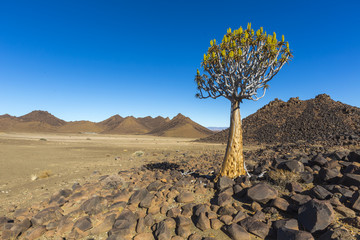 Quiver Tree