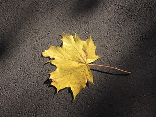 Herbstblatt