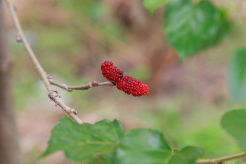 Ripe mulberry on the branches