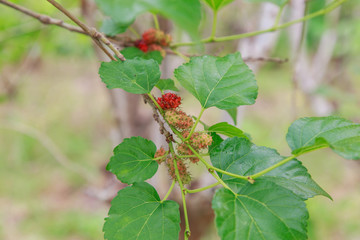 Ripe mulberry on the branches