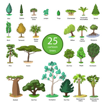 25 Diversity of trees set