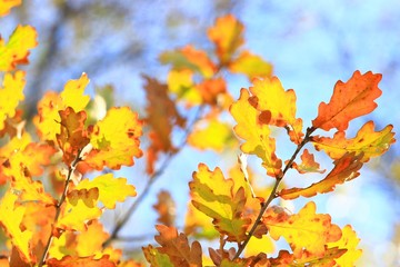 Golden oak leaves on daily light in autumn