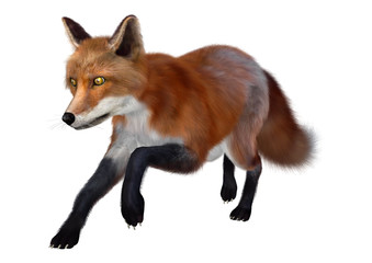 Red Fox