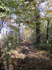 Fototapeta premium Waldweg im Herbst