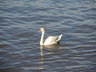 Obraz premium Schwäne