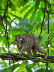 Lemur in Madagascar