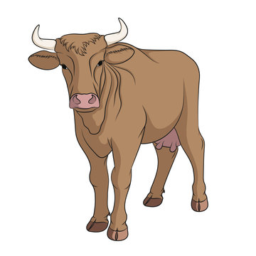 Color illustration with brown cow. Isolated vector object on white background.