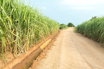 Fototapeta na wymiar Sugarcane plants grow in field