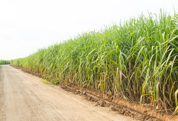 Sugarcane plants grow in field