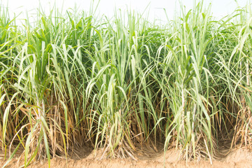 Sugarcane plants grow in field