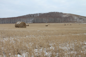 Hay sheaves on a snow-covered field in the fall