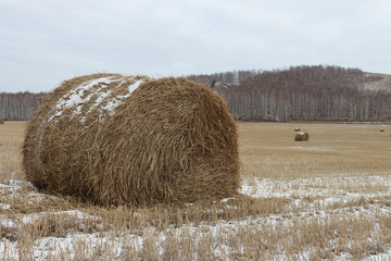 Hay sheaves on a snow-covered field in the fall