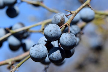 Sloes close-up - Schlehen