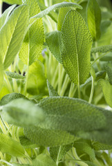 Sage Plant (close-up shot)