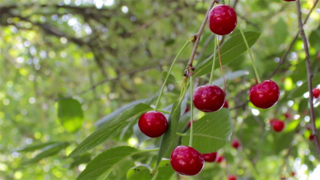 red cherries on the tree/branch cherry ripe summer shaken with the wind