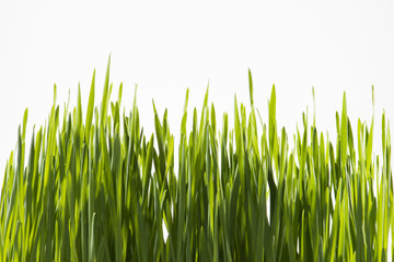 Close up of Green Grass