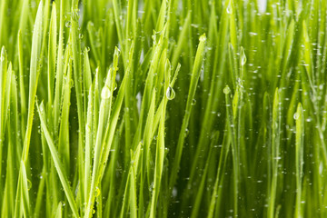 Naklejka na ściany i meble Close up of Green Grass