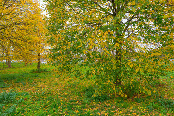 Forest in fall colors in autumn