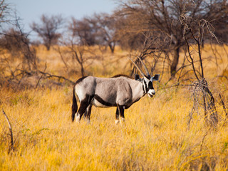 Gemsbok antelope in the yellow grass