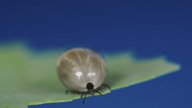 Fat big tick on the leaf. It is slowly crawling on the leaf