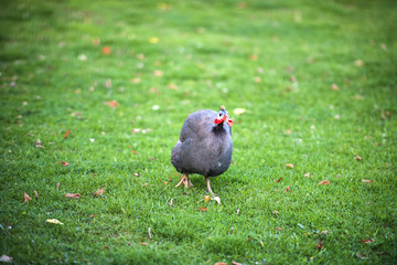 Beautiful Guinea Fowl Bird