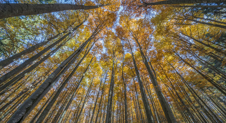 autumnal forest with red and yellow foliage