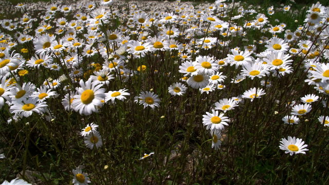Tall stalks of the daisies on the field. With over the top view of the white daises