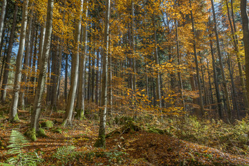 autumnal forest with red and yellow foliage