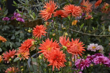 amazing flowers in Santiago, Chile