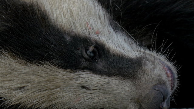 A dead racoon with a fly on it. It is also called a badger or raccoon