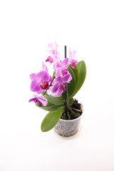 Pink orchid in pot on white background. 