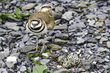 Killdeer and nest