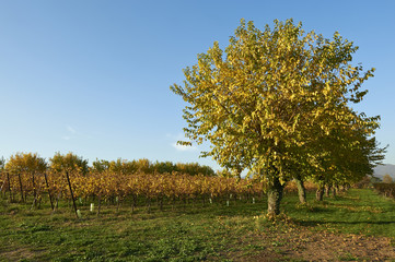 vigne in autunno
