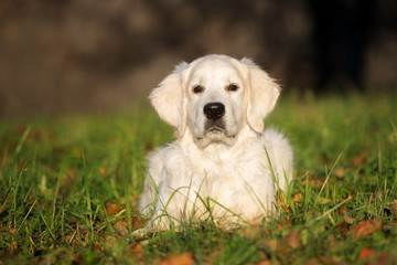 golden retriever puppy lying down on grass