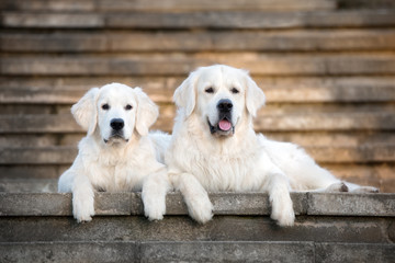 golden retriever dog and puppy lying down on the stairs - obrazy, fototapety, plakaty