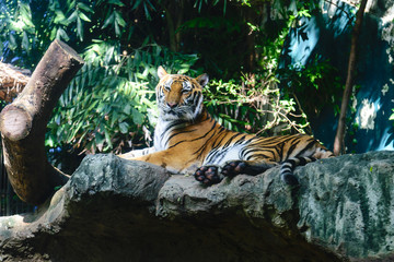 Fototapeta na wymiar Siberian tiger-Amur tiger